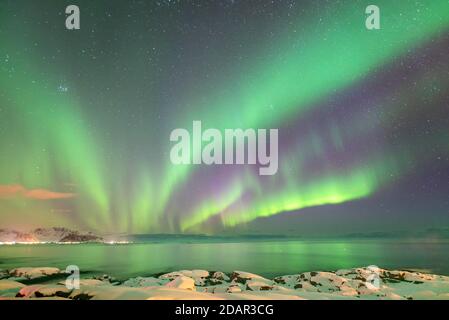 Nordlichter (Aurora borealis) spiegeln sich im Meer am Fjord, Kleppstad, Nordland, Norwegen Stockfoto