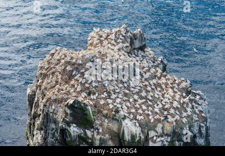 Nördliche Gannette (Morus bassanus) auf dem Zuchtgestein Langanes, Langanesbyggo, Norourland eystra, Island Stockfoto