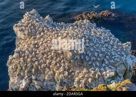 Nördliche Gannette (Morus bassanus) auf dem Zuchtgestein Langanes, Langanesbyggo, Norourland eystra, Island Stockfoto