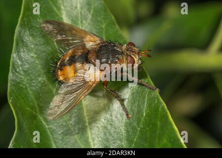 Parasitenfliege (Tachina fera) auf Efeublatt, Baden-Württemberg, Deutschland Stockfoto