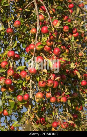 Reife rote Äpfel (Malus) hängen am Apfelbaum, Bayern, Deutschland Stockfoto