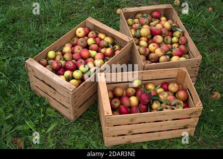 Frisch gepflückte Äpfel (Malus), Sorte Cox Orange, in Obstkisten, Deutschland Stockfoto