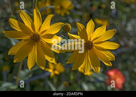 Jerusalem Artischocke (Helianthus tuberosus), Blumen Bayern, Deutschland Stockfoto