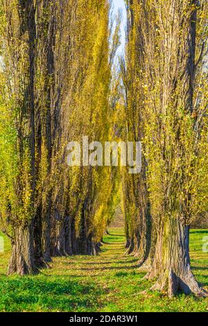 Säulenpappel Allee, Pyramidenpappel, Pyramidenpappel (Populus nigra var. italica) Schwäbische Alb, Baden-Württemberg, Deutschland Stockfoto