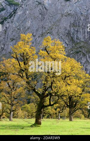 Ahorn (Acer) im Herbst, Grosser boden, eng, Karwendel, Tirol, Österreich Stockfoto