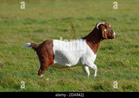 BoersDomestic Goat (Capra aegagrus hircus) Schleswig-Holstein, Deutschland Stockfoto