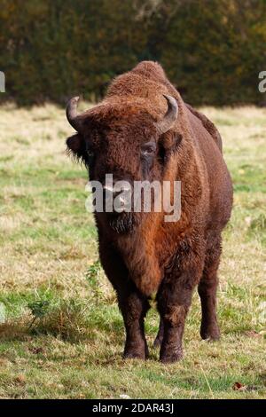 Bison, Europäischer Bison (Bison bonasus) Bulle, Deutschland Stockfoto