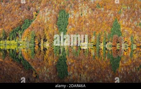 Herbstlich gefärbter Mischwald reflektiert, Vorderer Langbathsee, Panoramablick, Salzkammergut, Oberösterreich, Österreich Stockfoto
