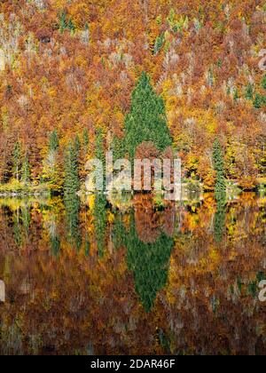 Herbstlich gefärbter Mischwald spiegelt sich wider, Vorderer Langbathsee, Salzkammergut, Oberösterreich, Österreich Stockfoto