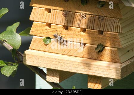 Blätterbiene versiegelt Eier Stockfoto