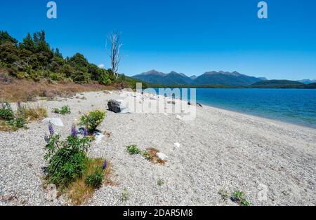 Strand am See, Fraser Beach, Lake Manapouri, Manapouri, South Island, Neuseeland Stockfoto