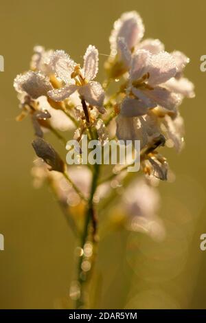 Kuckuck Blume (Cardamine Pratensis), Hessen, Deutschland Stockfoto