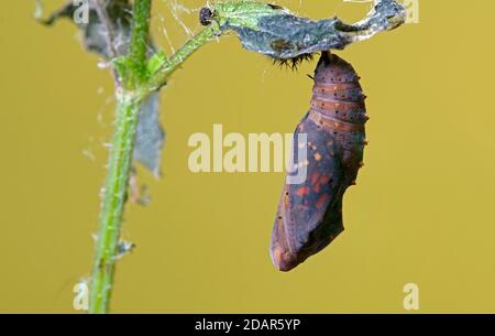 Gemalte Dame (Vanessa cardui) Puppe kurz vor dem Schlupf, Hessen, Deutschland Stockfoto