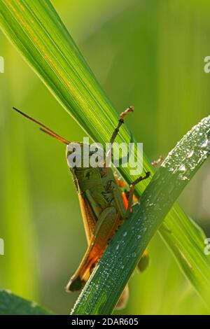 Weibliche große Sumpfgrasschrecke (Stethophyma grossum) auf einem Grashalm sitzend, Hessen, Deutschland Stockfoto