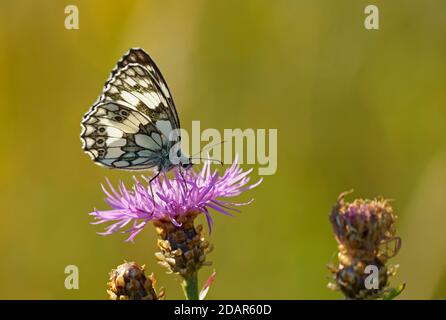 Marmorweiß (Melanargia galathea) sitzt auf braunem Knackkraut (Centaurea jacea) Hessen, Deutschland Stockfoto