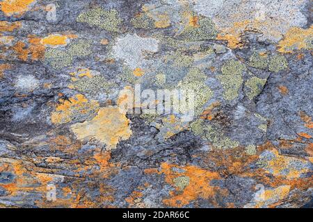 Flechten auf Schiefergestein, Ballachulish, Glen Coe, Schottland, Großbritannien Stockfoto