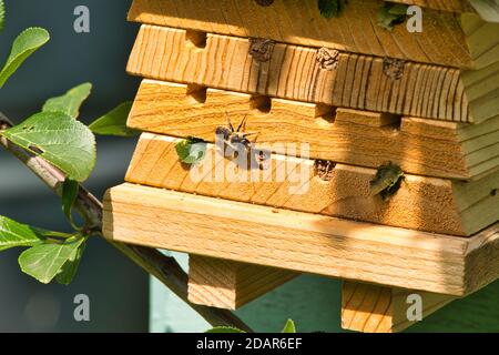 Blätterbiene versiegelt Eier Stockfoto