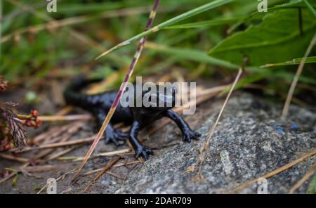 Alpine Salamander (Salamandra atra) auf dem Gras, Zillertaler Alpen, Zillertal, Tirol, Österreich Stockfoto