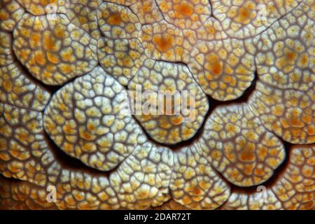 Detail von Forsskals Pleurozweig (Pleurobranchus forskalii), Backshielded Schnecke, Nudibranch, Detail, Pazifik, Great Barrier Reef, UNESCO World Stockfoto