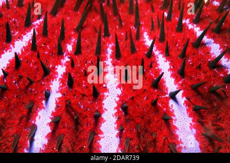 Detail von giftigen Dornenkrone-Seesternen (Acanthaster planci), Dornen, Dornenkrone, Pazifik, Great Barrier Reef, UNESCO-Weltkulturerbe, Australien Stockfoto