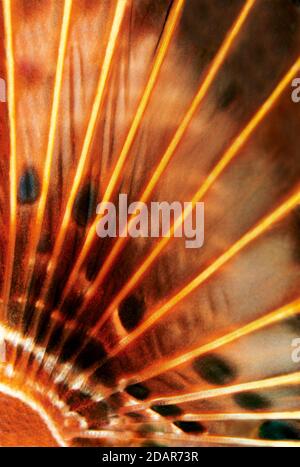 Brustflosse, Rotlionfisch (Pterois volitans) Detail, Pazifik, Great Barrier Reef, UNESCO-Weltkulturerbe, Australien Stockfoto