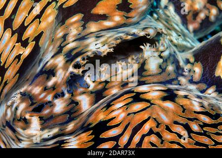 Siphon von Riesenmuschel (Tridacna gigas), Muschel Fleisch, Detail, pacifica, Great Barrier Reef, UNESCO-Weltkulturerbe, Australien Stockfoto