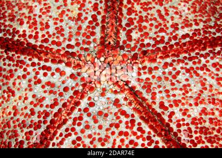 Unterseite mit Mündung des stacheligen Kissensterns (Culcita novaeguineae), Detail, Seestern, Pazifik, Great Barrier Reef, Australien Stockfoto