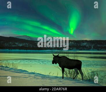 Elch am Tysfjord mit Nordlicht in Norwegen Stockfoto