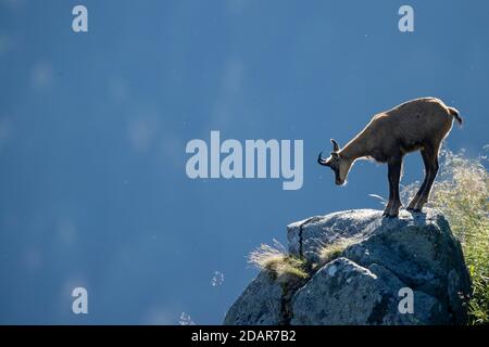 Gemsen (Rupicapra rupicapra) steht auf Felsen, Vogesen, Frankreich Stockfoto