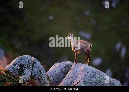 Gemsen (Rupicapra rupicapra) steht auf Felsen, Vogesen, Frankreich Stockfoto