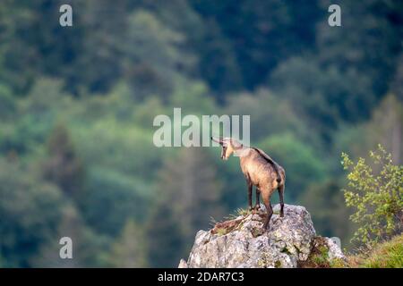 Gemsen (Rupicapra rupicapra) steht auf Felsen, Vogesen, Frankreich Stockfoto