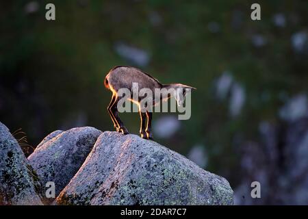 Gemsen (Rupicapra rupicapra) steht auf Felsen, Vogesen, Frankreich Stockfoto