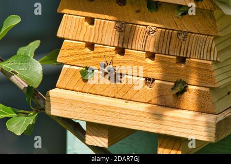 Blätterbiene versiegelt Eier Stockfoto