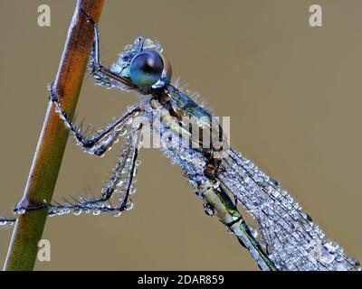 Libelle, Smaragd-Damselfliege (Lestes sponsa) im Morgentau, NSG Moosheide, Stukenbrock-Senne, Nordrhein-Westfalen Stockfoto