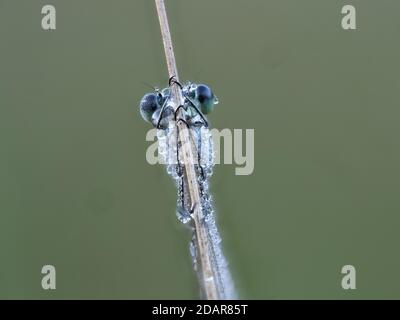 Libelle, Smaragd-Damselfliege (Lestes sponsa) im Morgentau, NSG Moosheide, Stukenbrock-Senne, Nordrhein-Westfalen Stockfoto