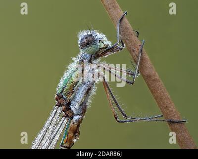 Libelle, Smaragd-Damselfliege (Lestes sponsa) im Morgentau, NSG Moosheide, Stukenbrock-Senne, Nordrhein-Westfalen Stockfoto