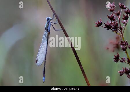 Libelle, Smaragd-Damselfliege (Lestes sponsa) im Morgentau, NSG Moosheide, Stukenbrock-Senne, Nordrhein-Westfalen Stockfoto