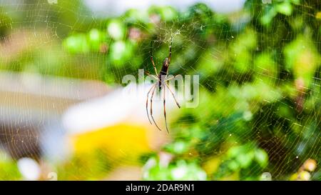 Rotbeinige goldene Orb-Web-Spinne (Nephila inaurata) Seidenspinne Insel Math, Seychellen Stockfoto