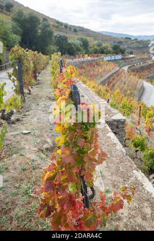 Pinhao, Portugal - Oktober 17: Blick auf Quinta do Seixo, in der Nähe von Pinhão, auf einer schönen Biegung des Rio Douro, ca. 25 km flussaufwärts von Peso Stockfoto