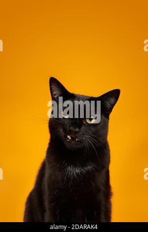 Schwarze Katze (Felis silvestris catus), sieht böse aus, im Studio mit gelbem Hintergrund, Tierportrait, Österreich Stockfoto