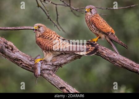 Gewöhnlicher Turmfalken (Falco tinnunculus) Paar mit einer gejagten Maus, Biosphärenreservat Mittelelbe, Sachsen-Anhalt, Deutschland Stockfoto