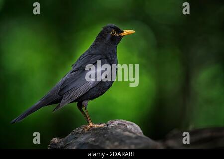 Amsel (Turdus merula) Rüde an der Wurzel, Biosphärenreservat Mittelelbe, Sachsen-Anhalt, Deutschland Stockfoto