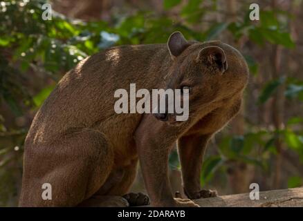 Fossa Sneaky Katze (Cryptoprocta ferrox) im trockenen Wald von Kirindy, westlichen Madagaskar, Madagaskar Stockfoto