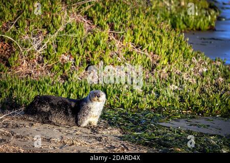 Eine Seeotter (Enhyda lutris) am Ufer des Elkhorn Slough, Moss Landing, Kalifornien Stockfoto