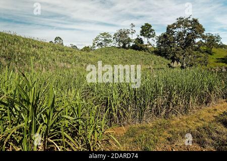 Costa Rica Landschaft mit der Zuckerrohrplantage. Grünes Feld, blauer Himmel in Mittel- oder Südamerika. Stockfoto