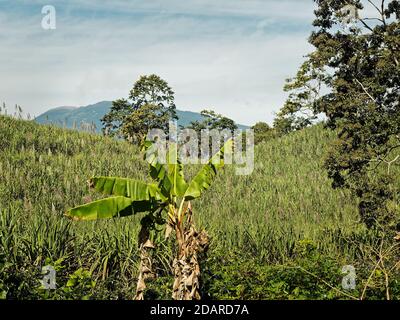 Costa Rica Landschaft mit der Zuckerrohrplantage. Grünes Feld, blauer Himmel in Mittel- oder Südamerika. Stockfoto