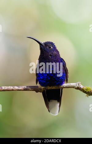 Violett Campylopterus hemileucurus Sabrewing - sehr große Hummingbird native zum südlichen Mexiko und Mittelamerika Costa Rica und Panama. Stockfoto
