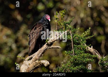 Truthahngeier - Cathartes Aura auch als die Türkei Mäusebussard und in einigen Bereichen der Karibik als John Crow oder Nebelkrähe bekannt, ist die am weitesten Stockfoto