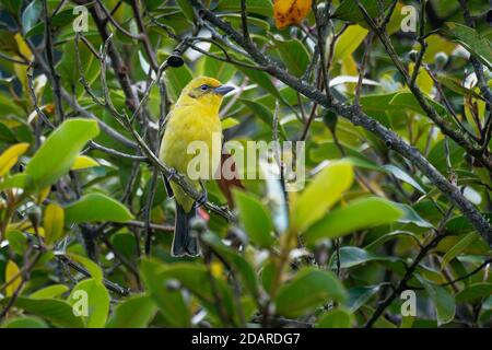 Flammenfarbener Tanager - Piranga bidentata früher gestreifter Tanager, American songbird, früher in der Tanagerfamilie Thraupidae platziert, jetzt cl Stockfoto