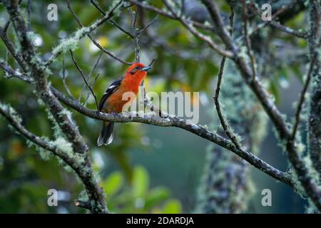 Flammenfarbener Tanager - Piranga bidentata früher gestreifter Tanager, American songbird, früher in der Tanagerfamilie Thraupidae platziert, jetzt cl Stockfoto